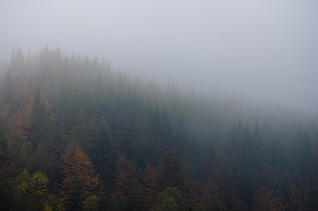 数学大迷思的手抄报 数学手抄报